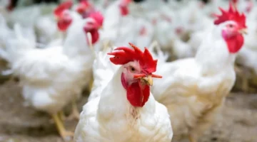 تحديثات الأحد.. تحركات جديدة في أسعار الدواجن داخل الأسواق المصرية اليوم سبتةوم 28 ديسمبر